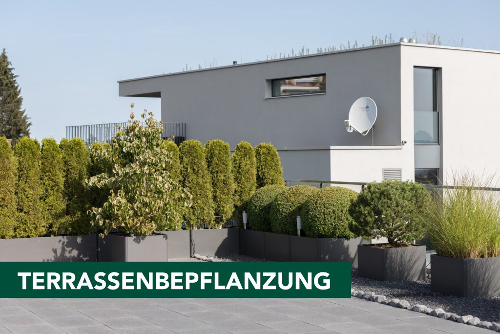 Terrassenbepflanzung